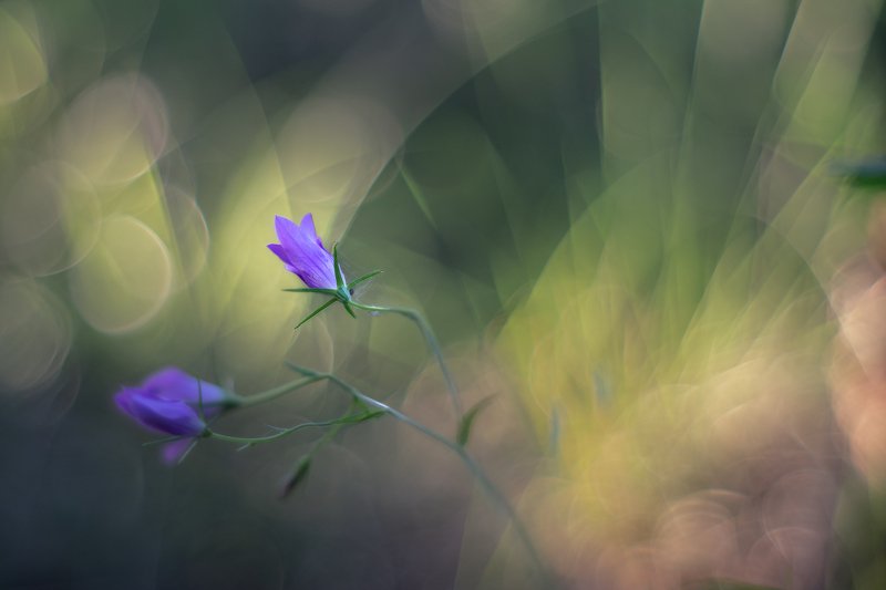 В лесу на закате фото превью