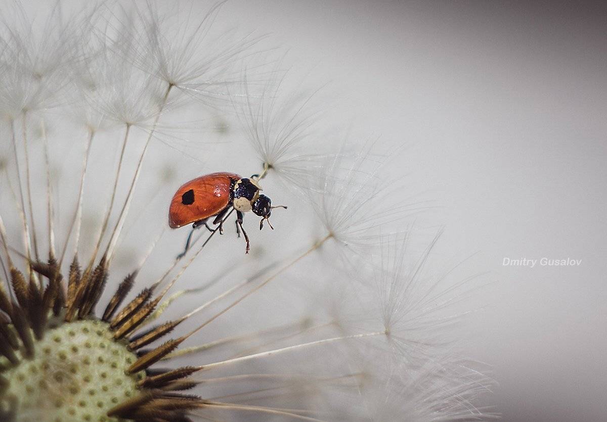 макро, природа, весна, макросъёмка, макрофотография, растение, цветы, жизнь, макромир, Дмитрий Гусалов