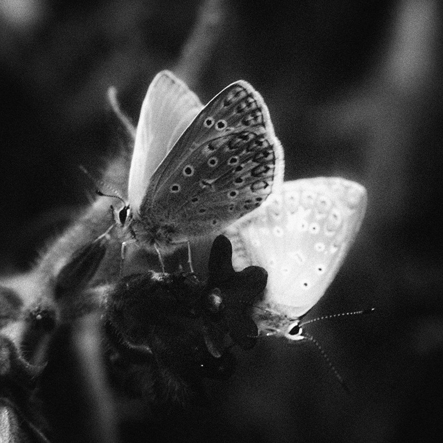 , Иван Манкевич