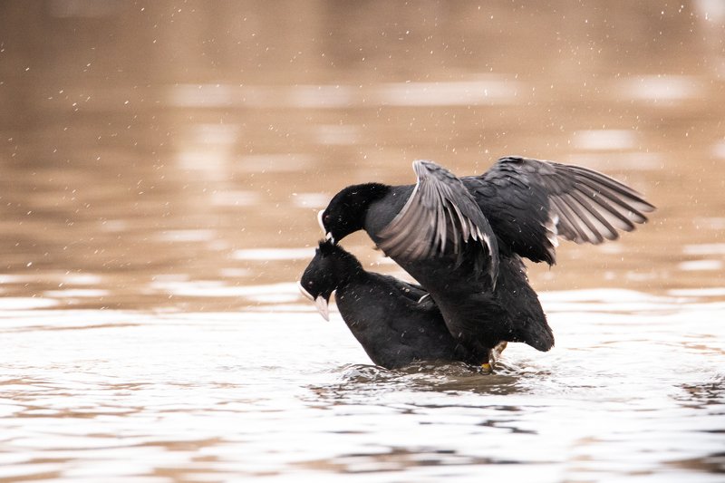 Любовь фото превью