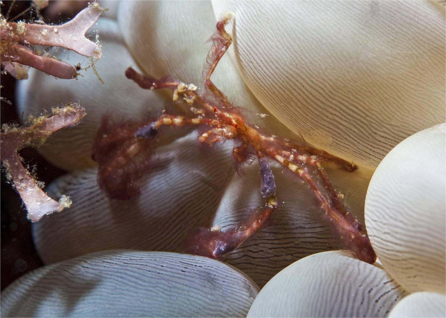 , Сергей Гаспарян