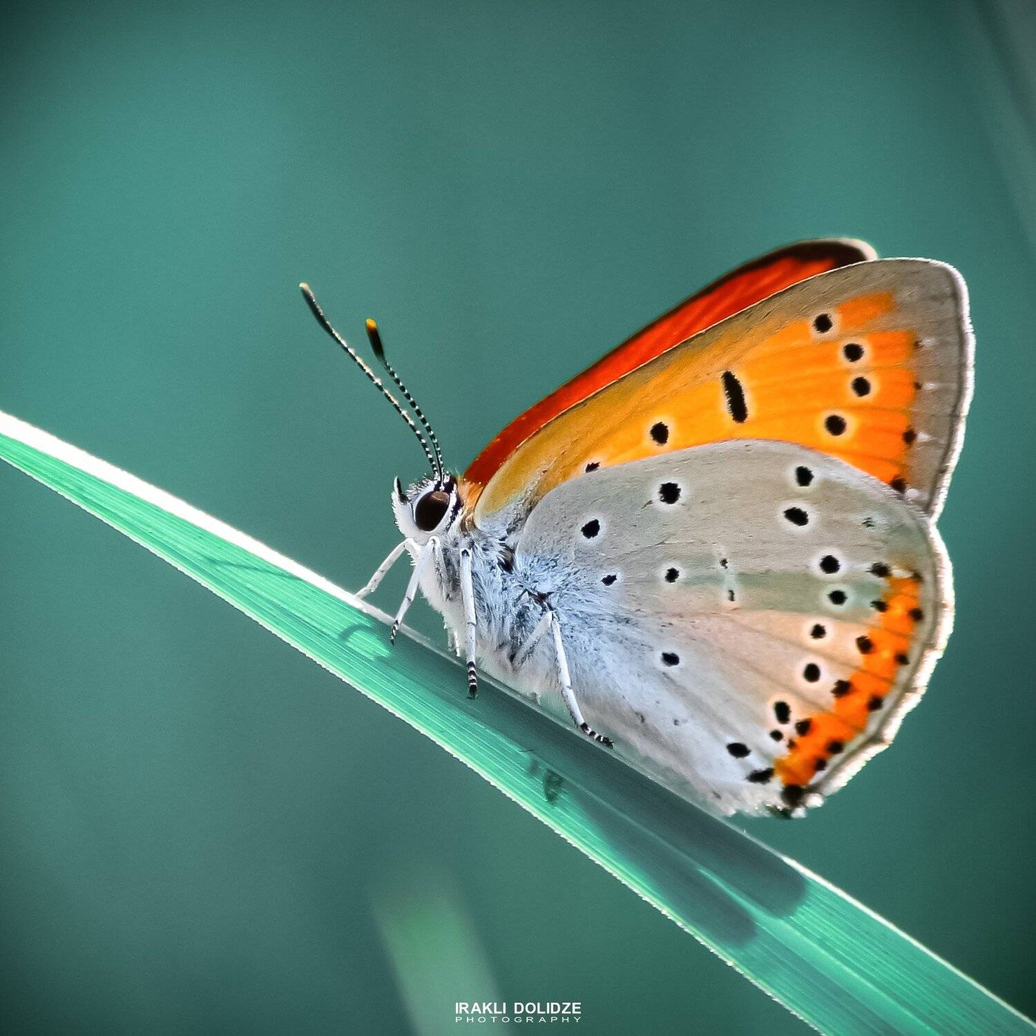 macro, butterfly, nature, photography, photographer, photo, green, blue, cian, color, close-up,, ირაკლი დოლიძე