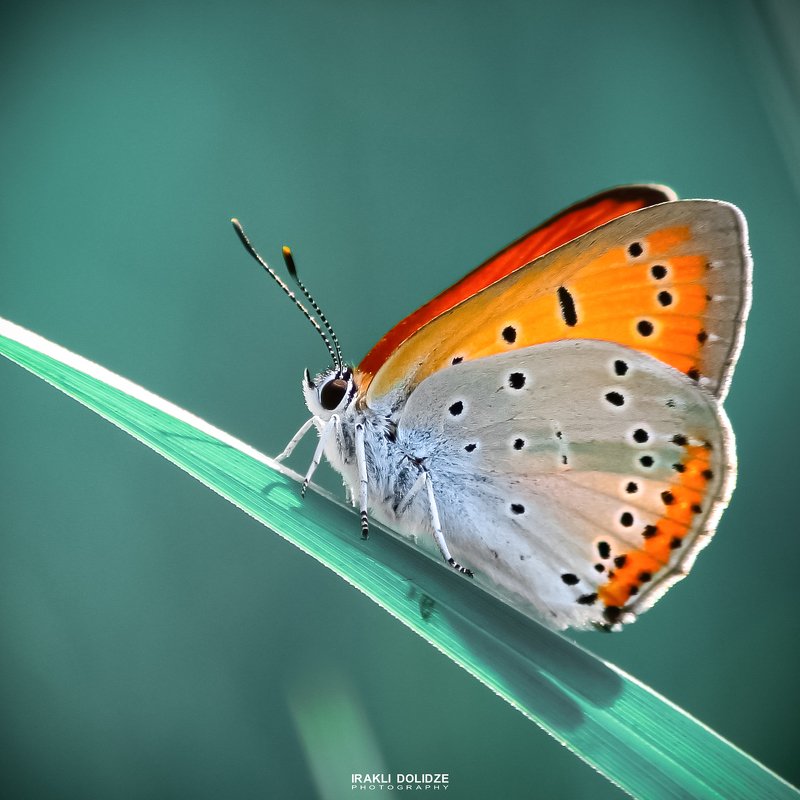 Relax фото превью