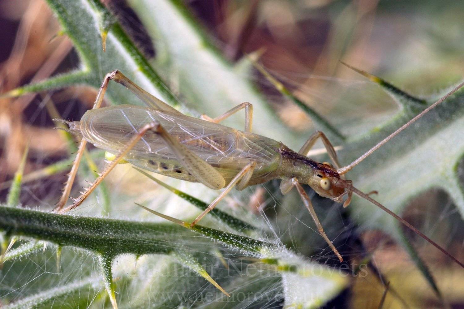italian tree cricket, oecanthus pellucens, northwestern caucasus, krasnodar territory, summer, imago, adult, tree cricket, Владимир Нейморовец