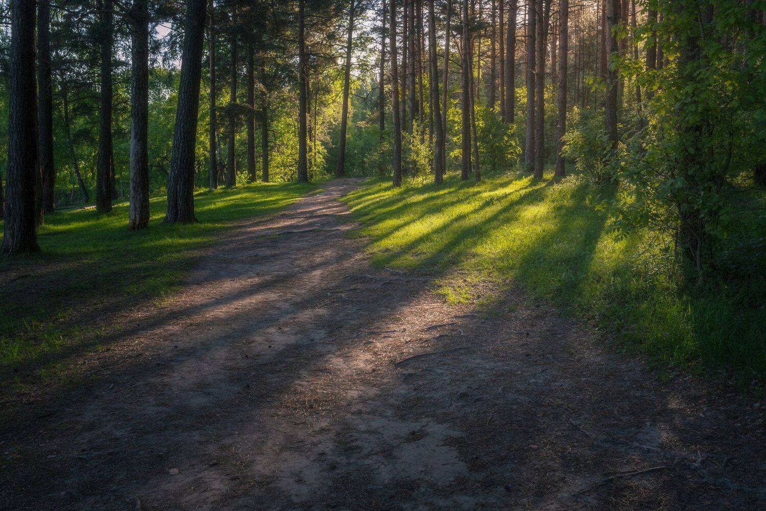 природа, пейзаж, утро, лес, сосновый лес, Мартыненко Дмитрий