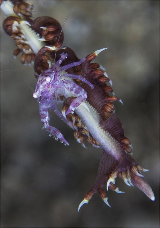 крабий дозор фото превью