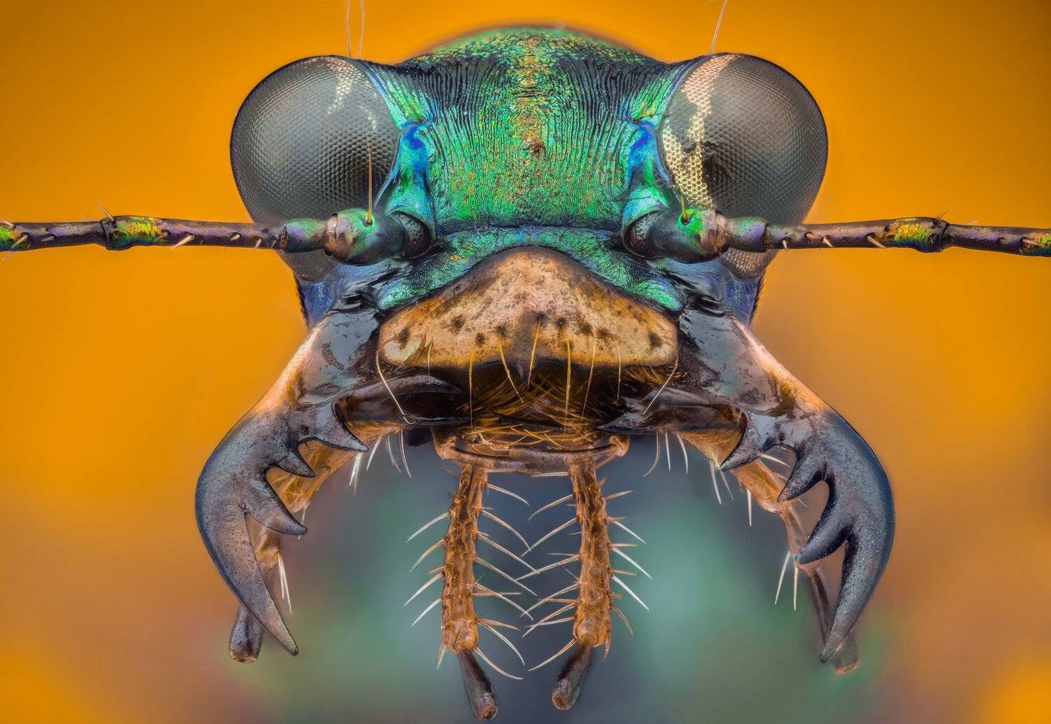 ceclii, macro, extrememacro, nikon d3400, semiplan 6.3, Tsvetan Ganev