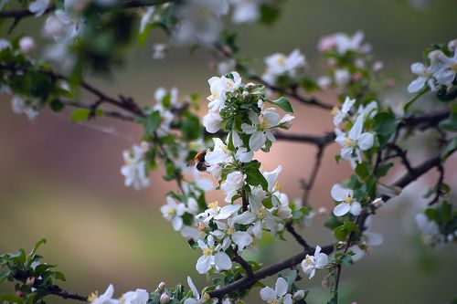 Pro тихие радости пасмурного весеннего дня...