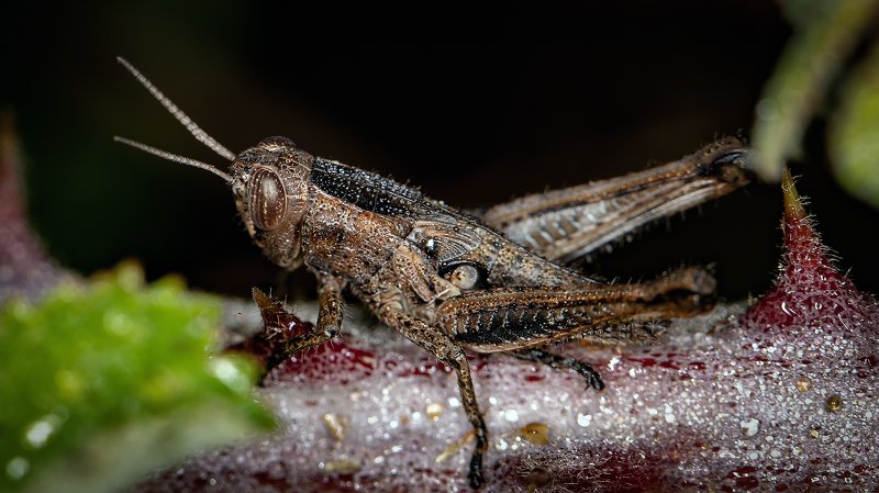 Инкрустированный.. фото превью