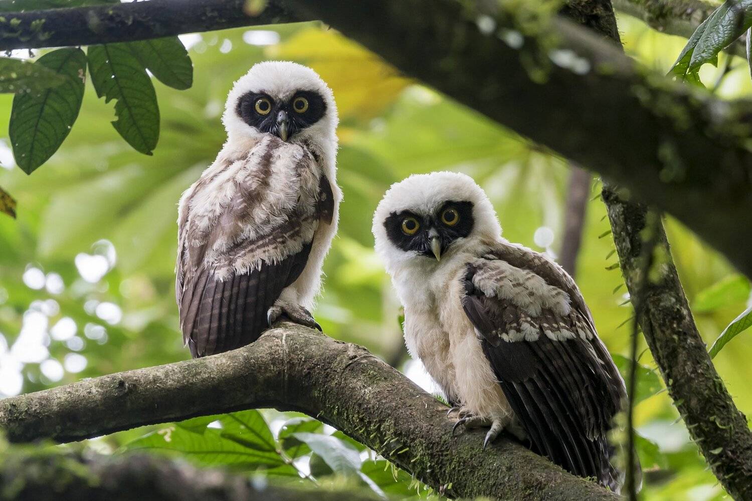 , Fernando Burgalin Sequeira