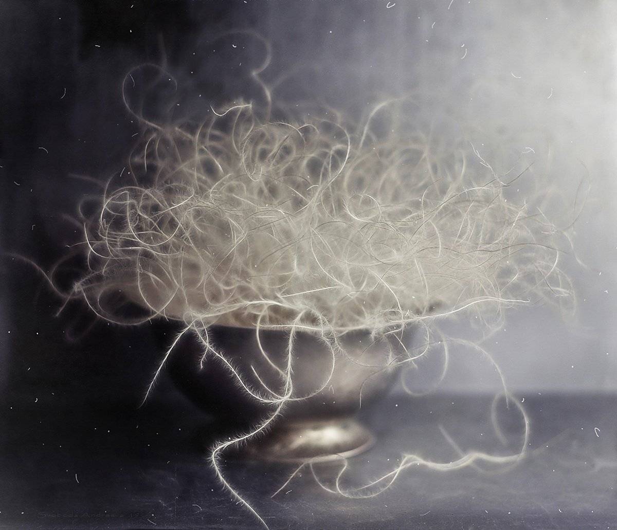 ковыль, ваза, белое, пушистый, натюрморт, Svoboda Andreeva