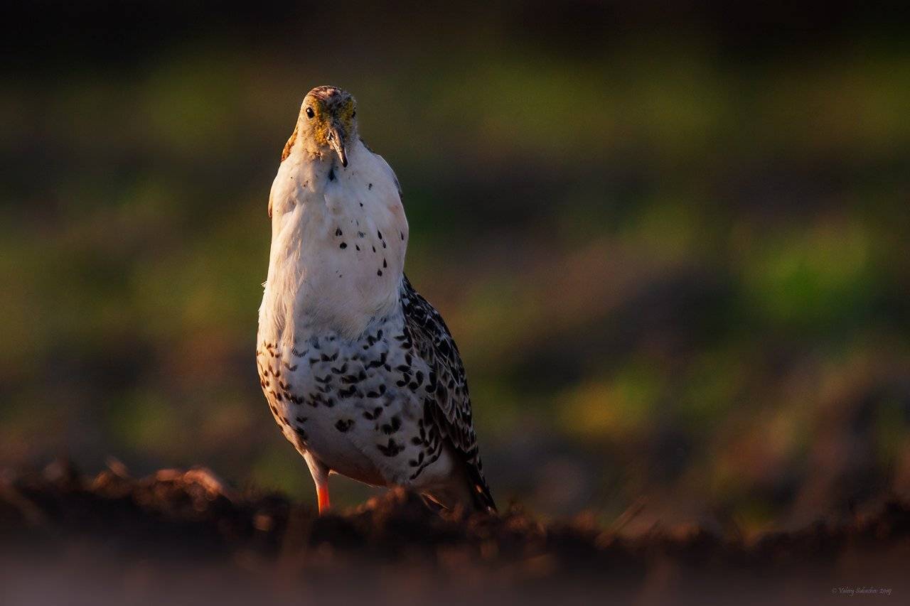 , Валерий Субачев