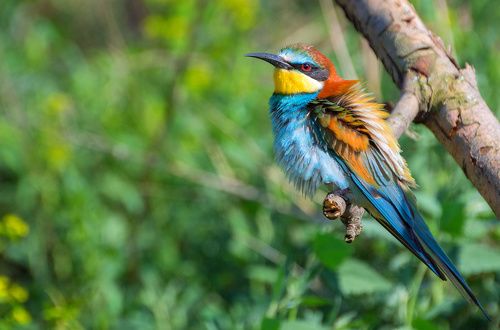 Панки в лесу)