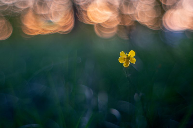 В лесу на закате фото превью