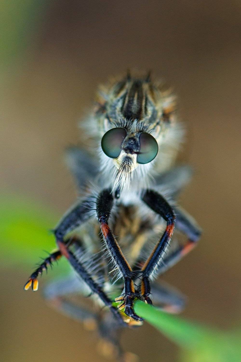 жук,лапы,глаза,свет,блик,солнце,песок, Юрий Котов