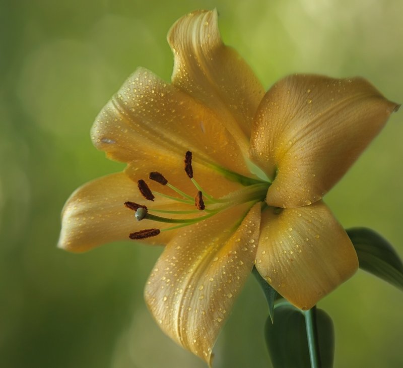 Лилия фото превью