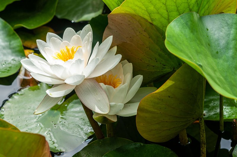 Водни Лилии фото превью