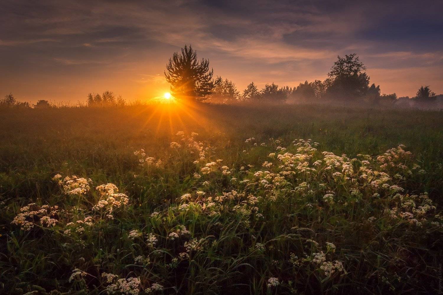 , Евгений Луцко