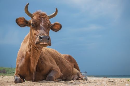 Может, сама Ио отдыхает у Меотийского озера.