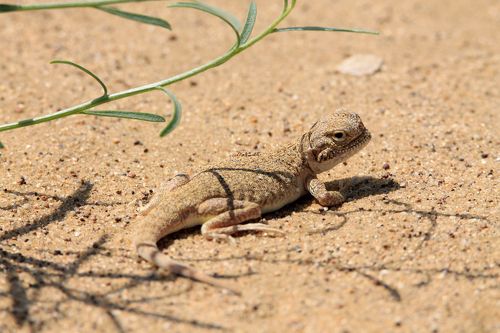 Круглоголовка..