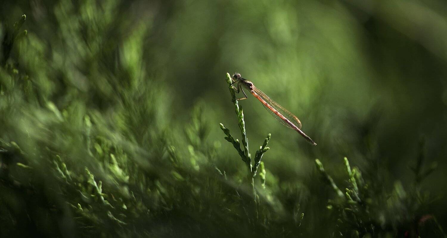 природа, макро, насекомое, стрекоза, можжевельник, Неля Рачкова