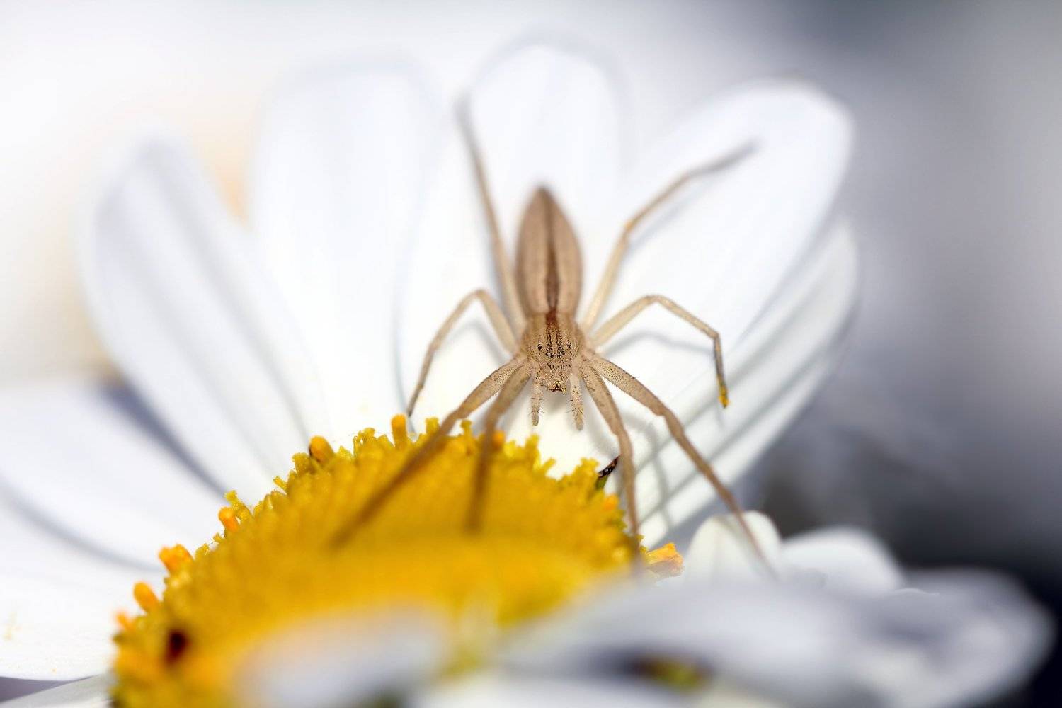 пауки, арахниды, членистоногие, паукообразные, филодромиды, spiders, arachnida, ahilodromidae, philodromidae, crab, Дмитрий Салтыков