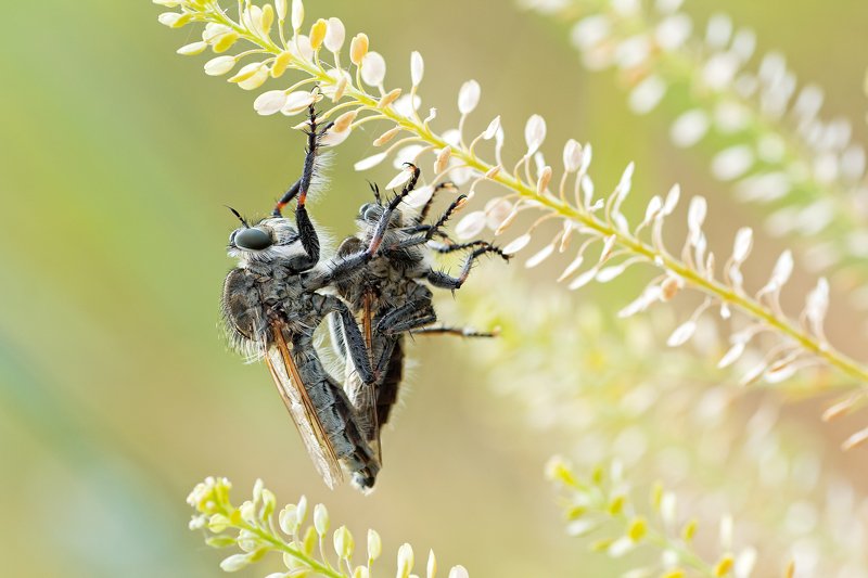 жук,лапы,глаза,свет,блик,солнце,песок Ктырь фото превью