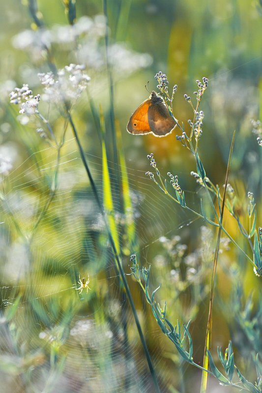 бабочка,лист,трава,солнце,крылья,свет,блик,цветок *** фото превью