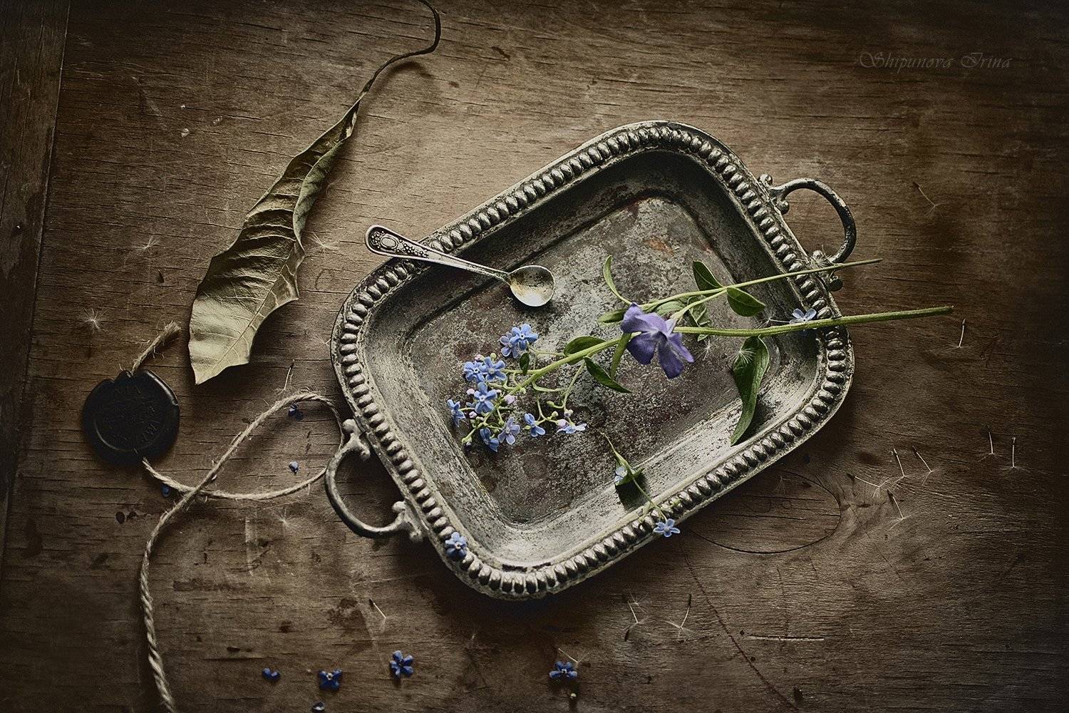 , Шипунова Ирина