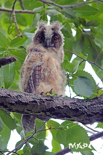 СОВЕНОК УШАСТОЙ