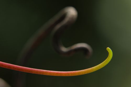 Поколение - виноград  