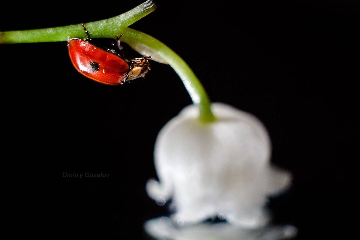 макро, природа, весна, макросъёмка, макрофотография, растение, цветы, жизнь, макромир, Дмитрий Гусалов