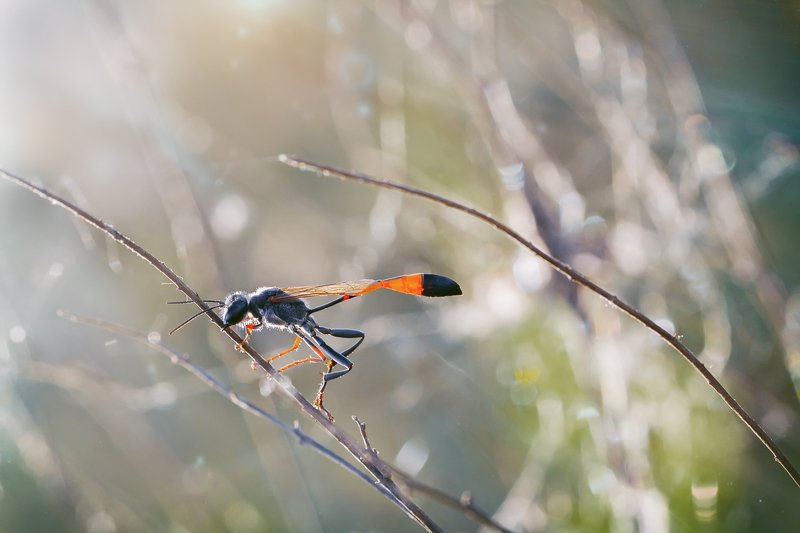 жук,лапы,глаза,свет,блик,солнце,муха,крылья,хвост Prionyx Kirbii фото превью
