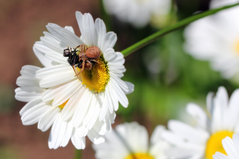 пауки, бокоходы, мухи, арахниды, членистоногие, паукообразные, spiders, arthropoda, arachnida, fly Ну давайте, давайте знакомиться... Ой ну что Вы, я не такая, я жду трамвая... фото превью