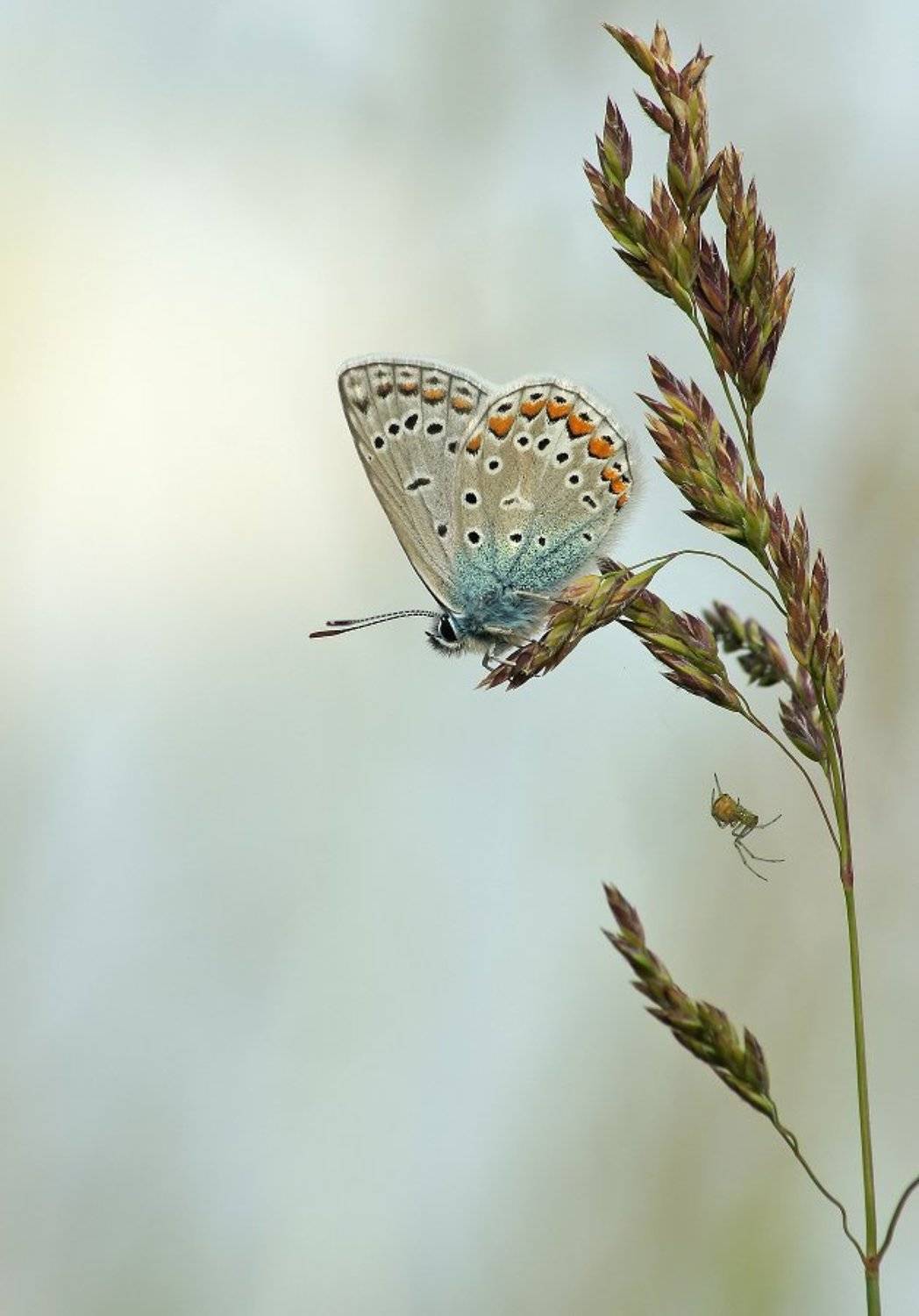 Бабочка, паук, Чепленко Алексей