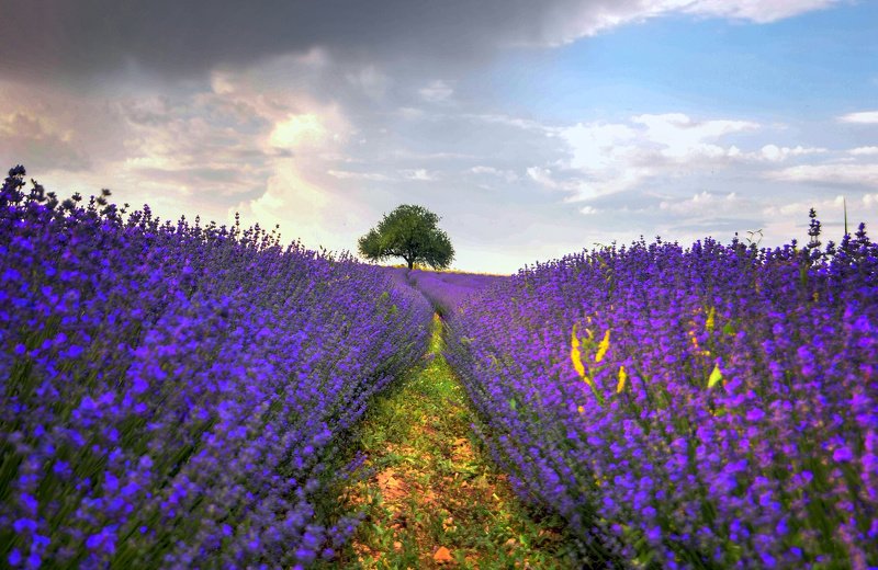 Landscape Levander dreams фото превью