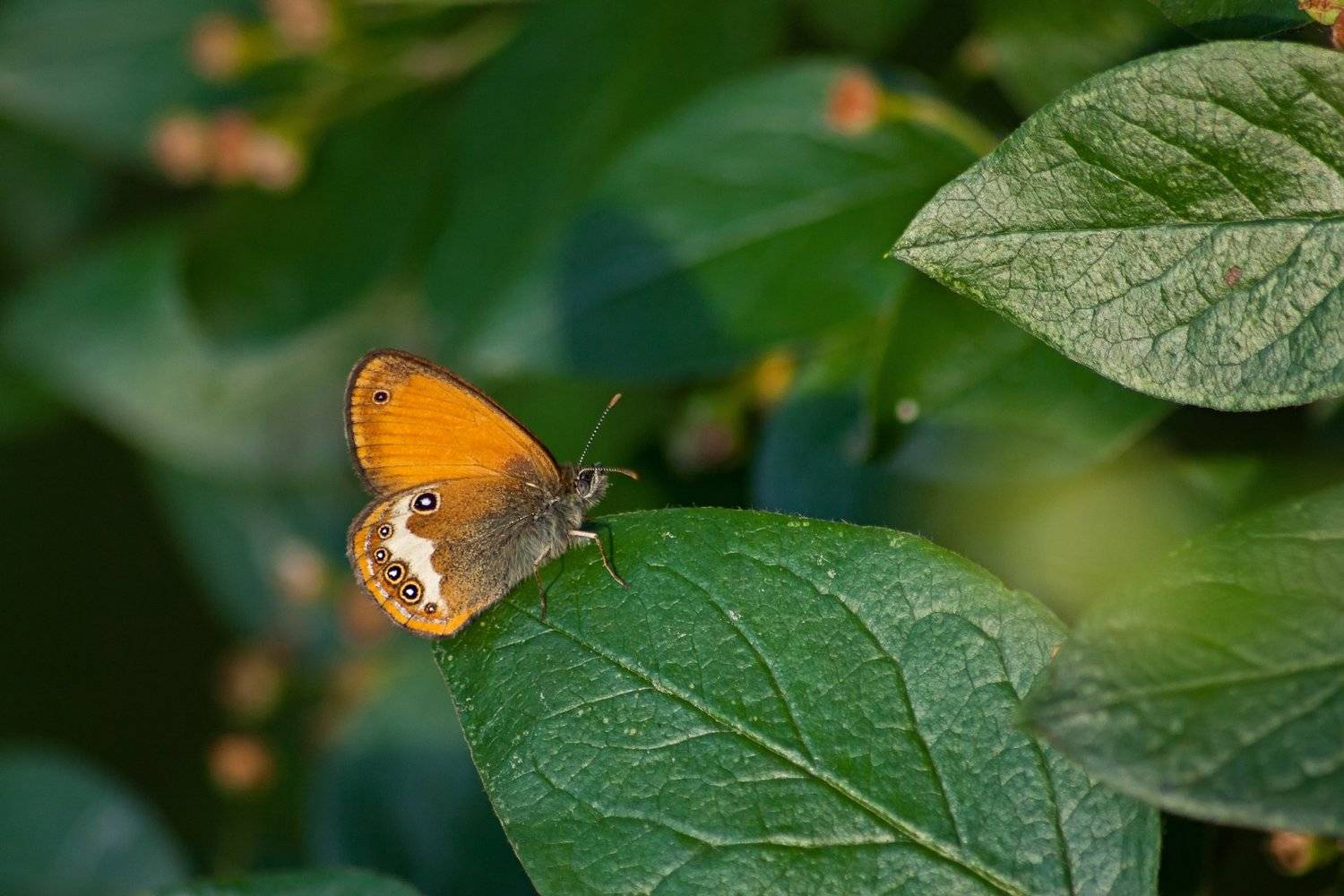бабочка,лист,трава,солнце,крылья,свет,блик,цветок, Юрий Котов