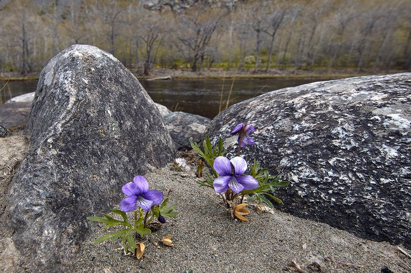 алтай, ледник актру, актру, алтайский край, долина, весна,осень, лиственницы, ледник,ледники Двое... фото превью