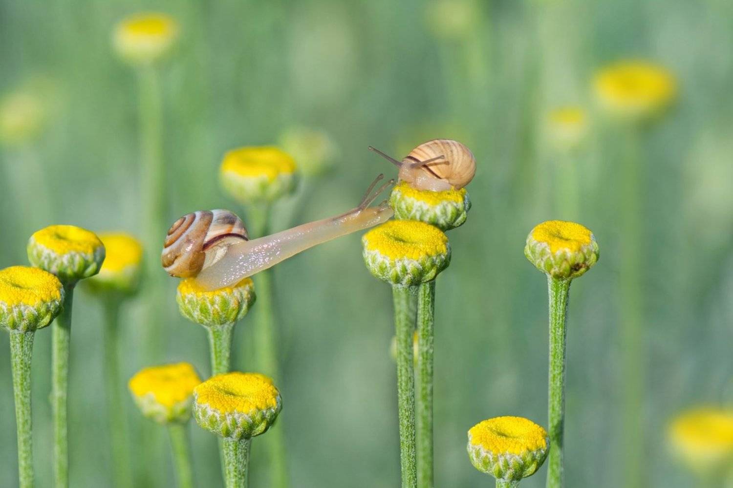 улитки, сантолина, май, утро, Людмила Бекман