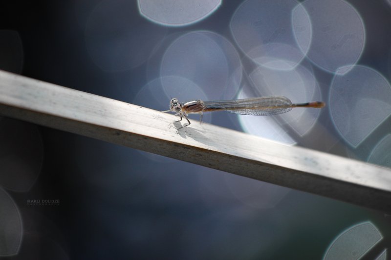 macro, nature, bokeh, beautiful, photo, photography, macro world, macro photography, focus, Sunbathe time фото превью