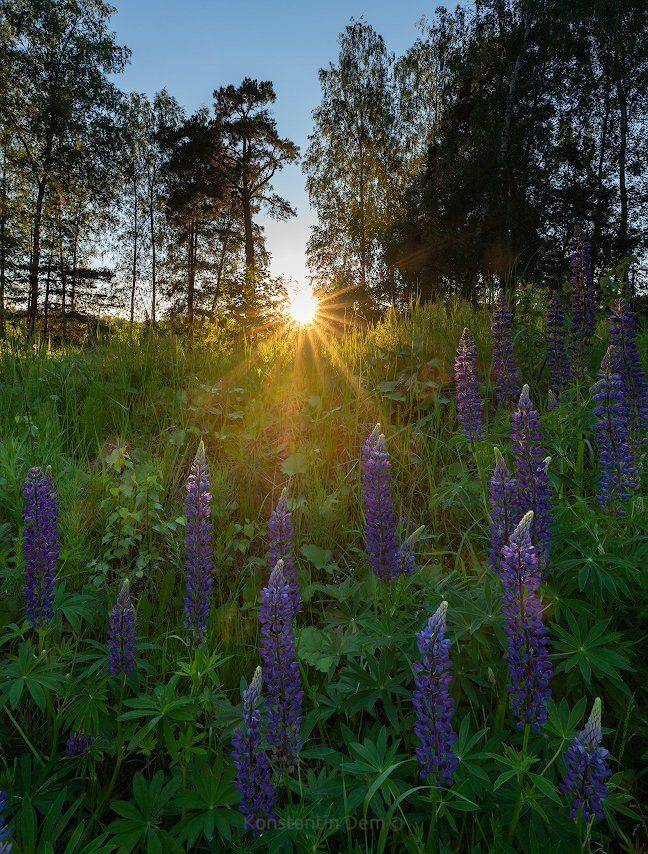 , Константин Дэм