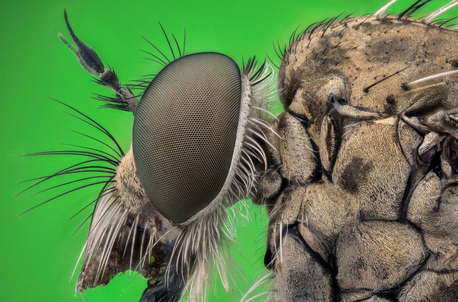 ceclii, macro, extrememacro, nikon d3400, semiplan 6.3, Tsvetan Ganev