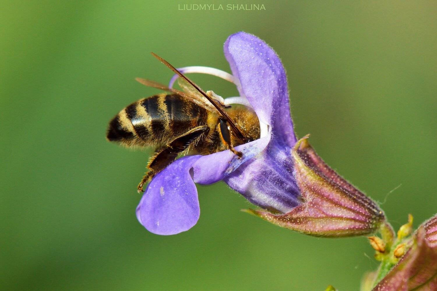 пчела , шалфей , мед , цветение, Людмила Шалина