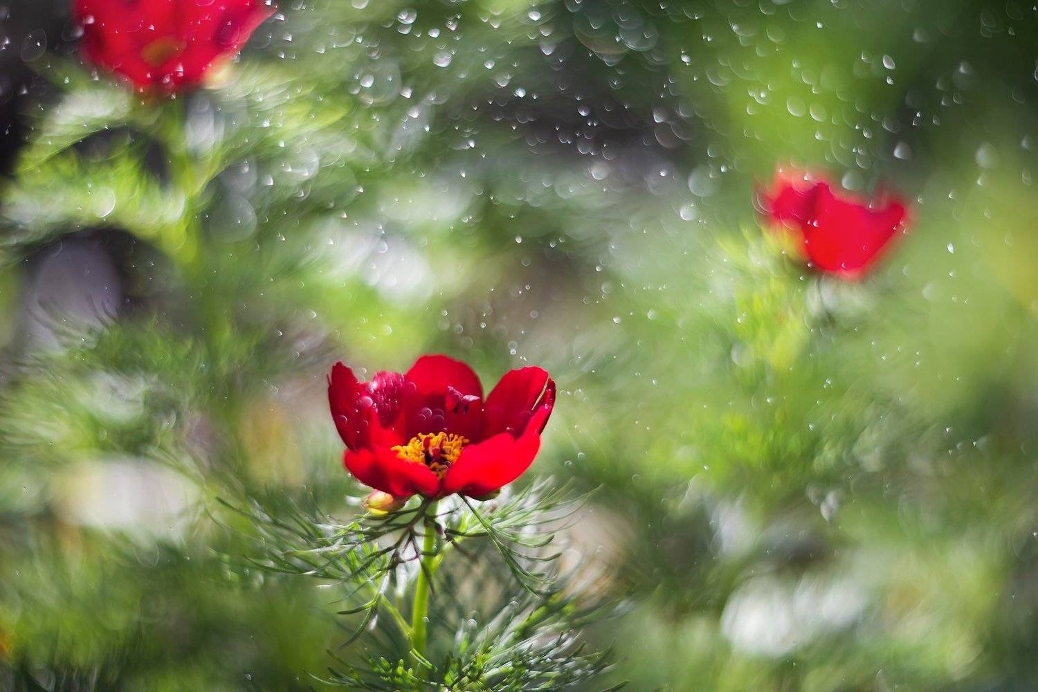 , Анастасия Колесникова