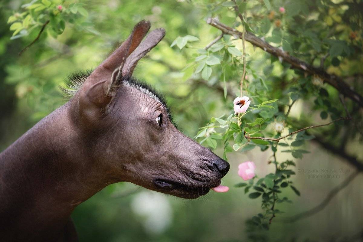пчела, лес, собака, голая собака, лето, цветок, Оксана Серова