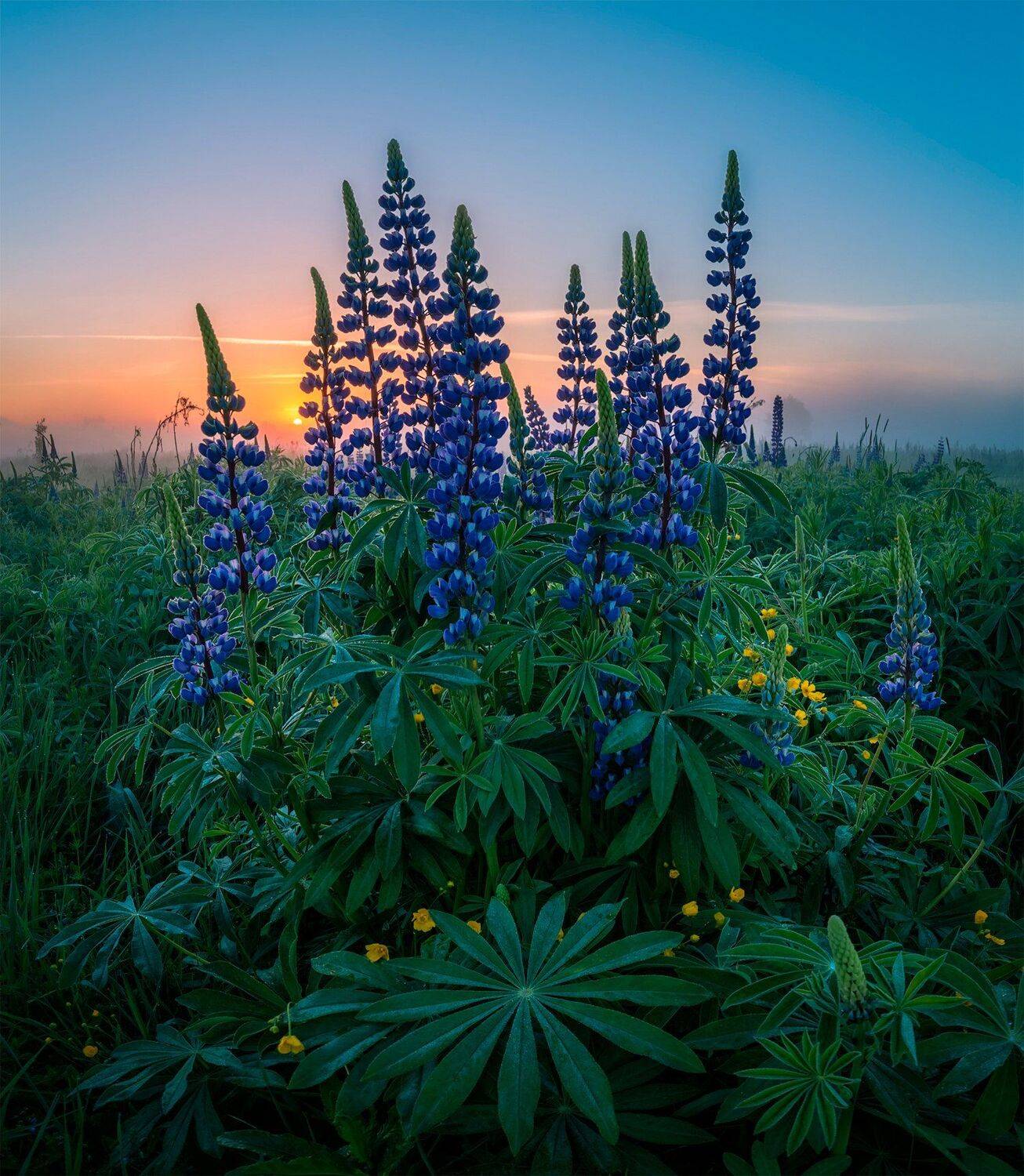 утро, рассвет, природа, цветы, nikon, Виталий Левыкин