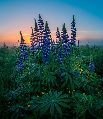 Kingdom of lupines