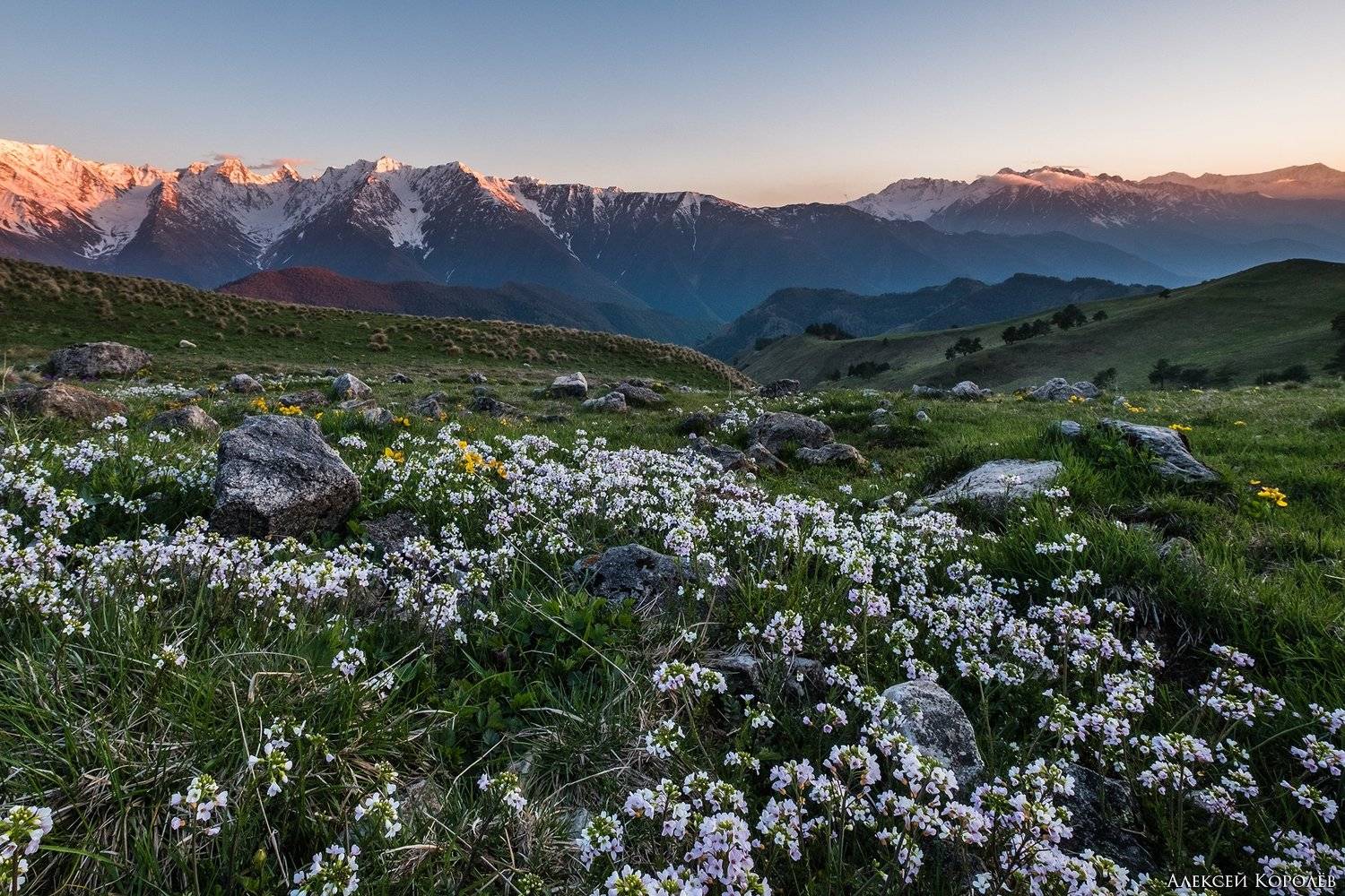 россия, кавказ, ингушетия, закат, горы, природа, пейзаж, цветы, весна, russia, caucasus, ingushetia, sunset, mountains, nature, landscape, flowers, spring, Алексей Королёв