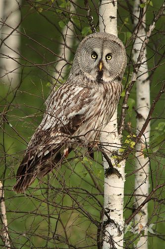 Бородатая неясыть