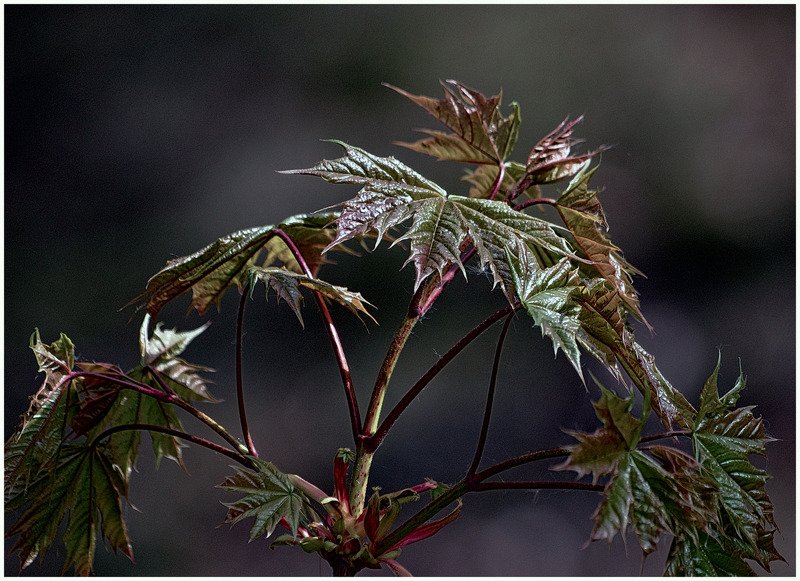 *** фото превью